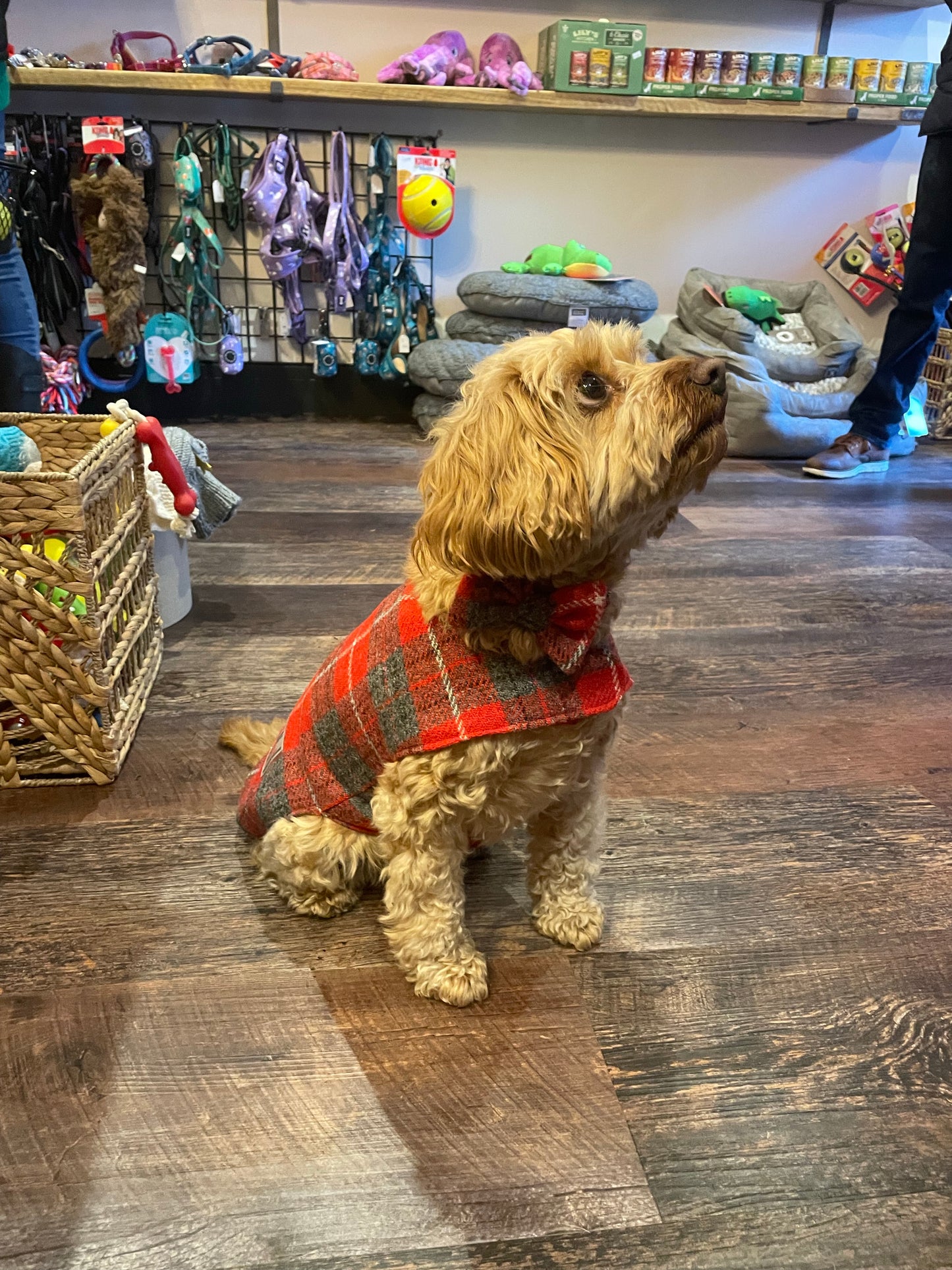 (Brodie) Harris Tweed® Dog Coat - Red & Grey Tartan