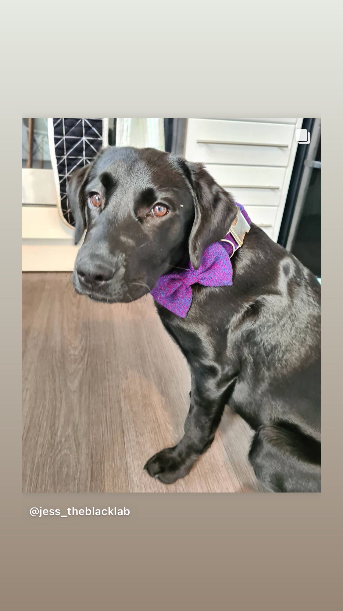 (Jura) Harris Tweed® Bow Tie Dog Collar - Purple Check