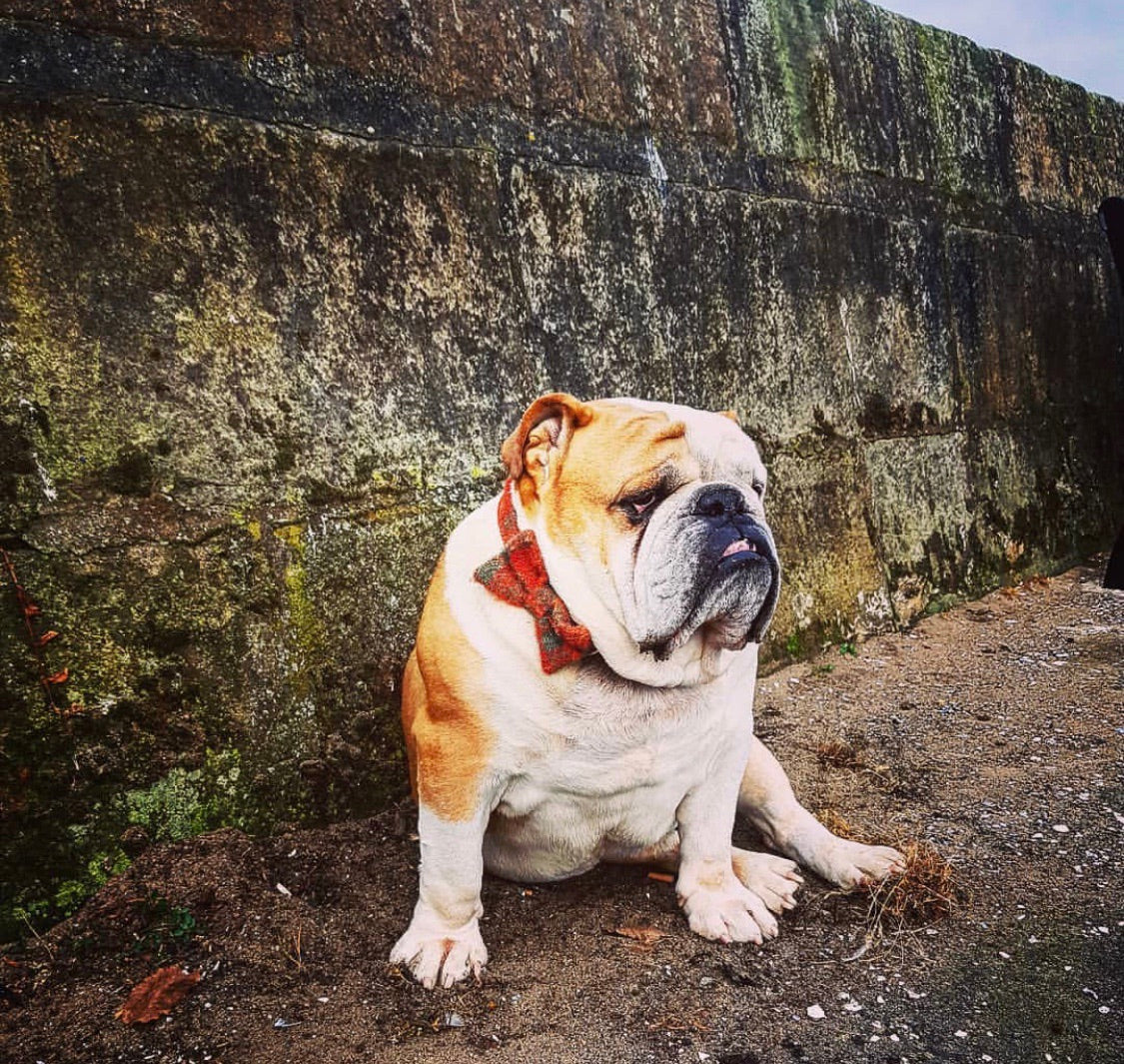 (Arran) Harris Tweed Bow Tie Dog Collar - Orange Check - BOWZOS