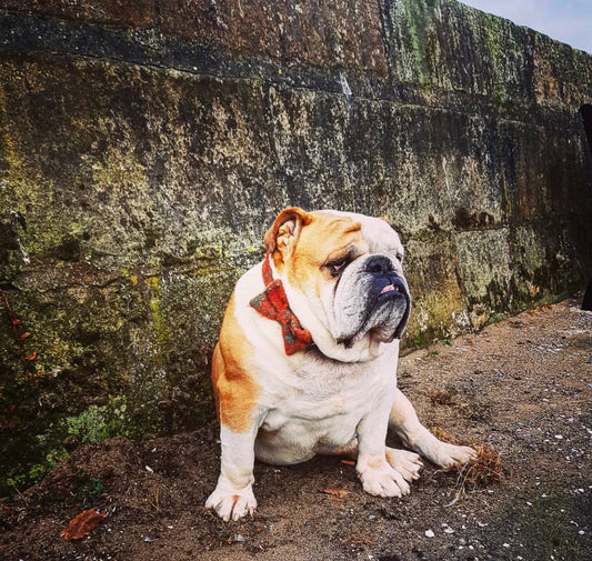 (Arran) Harris Tweed Bow Tie Dog Collar - Orange Check - BOWZOS