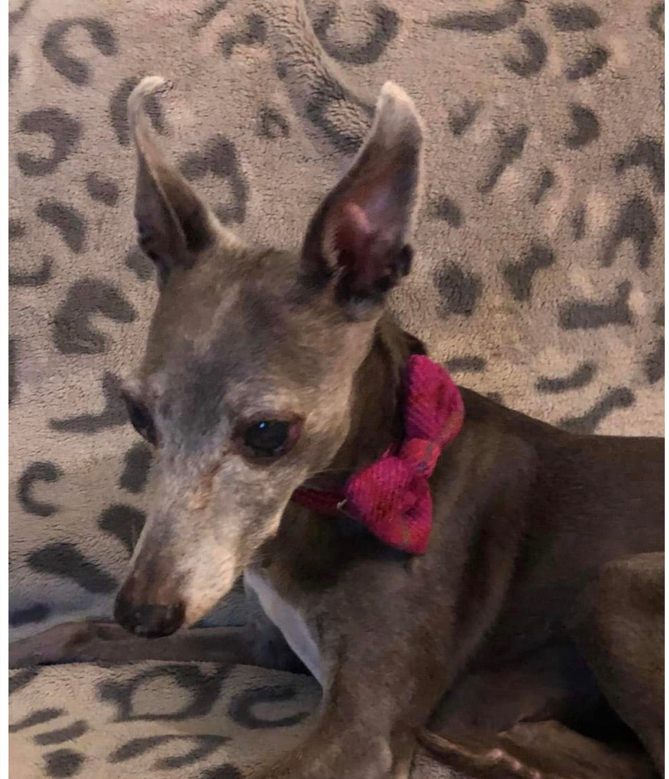 (Iona) Harris Tweed Bow Tie Dog Collar - Cerise Pink Check - BOWZOS