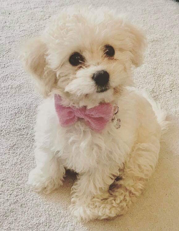 Dog with pink bow hotsell
