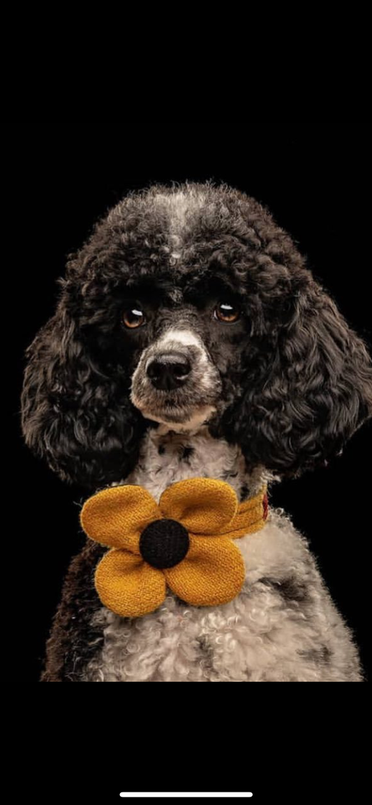 (Cairn) Harris Tweed Flower Dog Collar - Citrus Yellow - BOWZOS