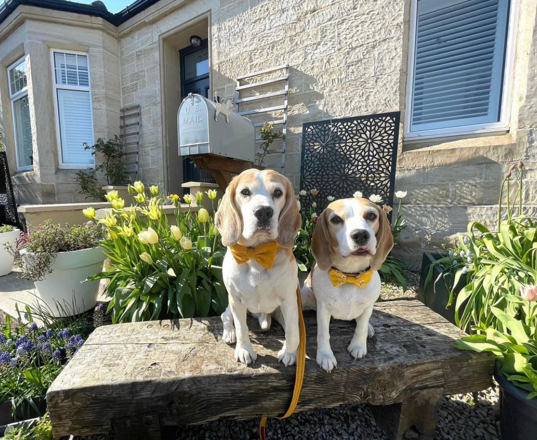 (Cairn) Harris Tweed® Bow Tie Dog Collar - Citrus Yellow
