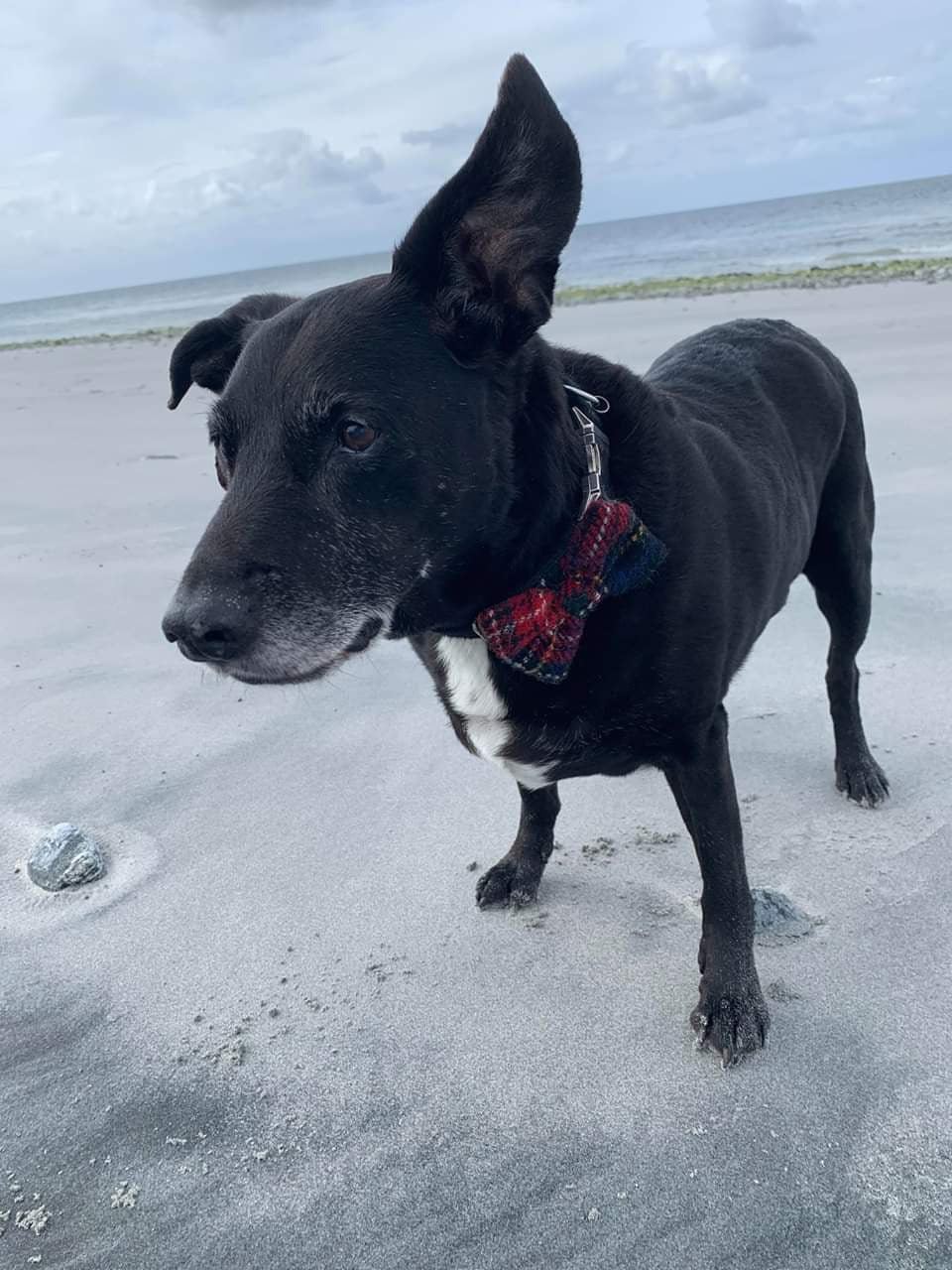 Harris Tweed Bow Tie Dog Collar - Black Stewart Tartan - BOWZOS