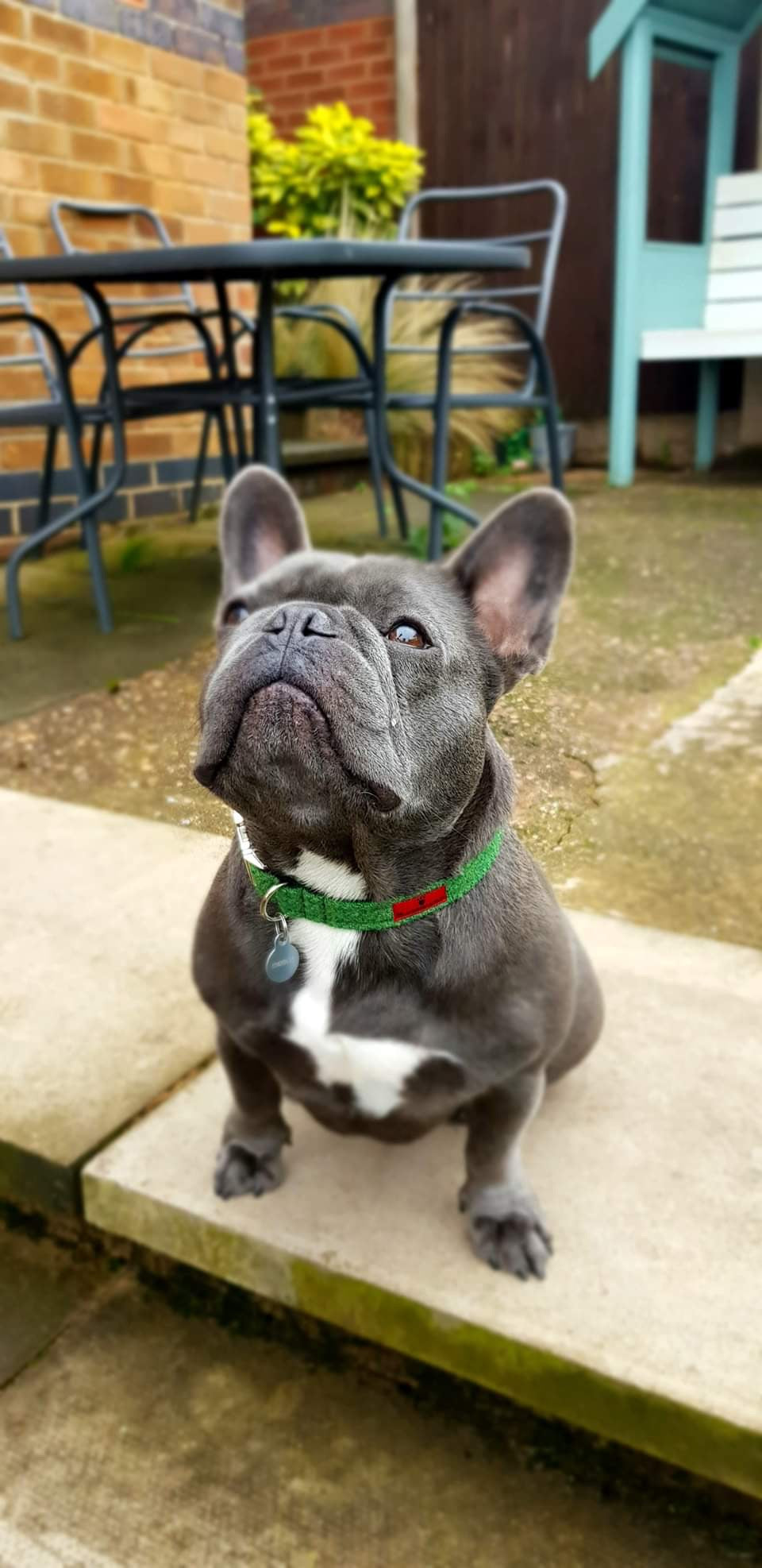 (Evergreen) Harris Tweed Dog Collar  -  Green - BOWZOS