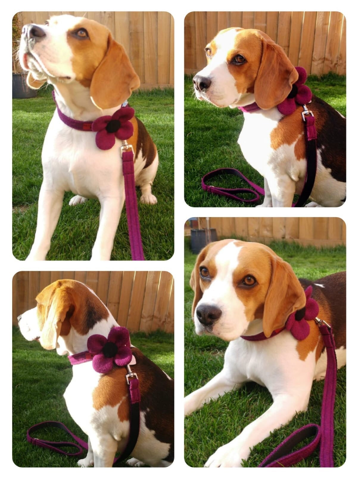 (Caledonian) Harris Tweed Flower Dog Collar & Lead Set - Dark Purple - BOWZOS