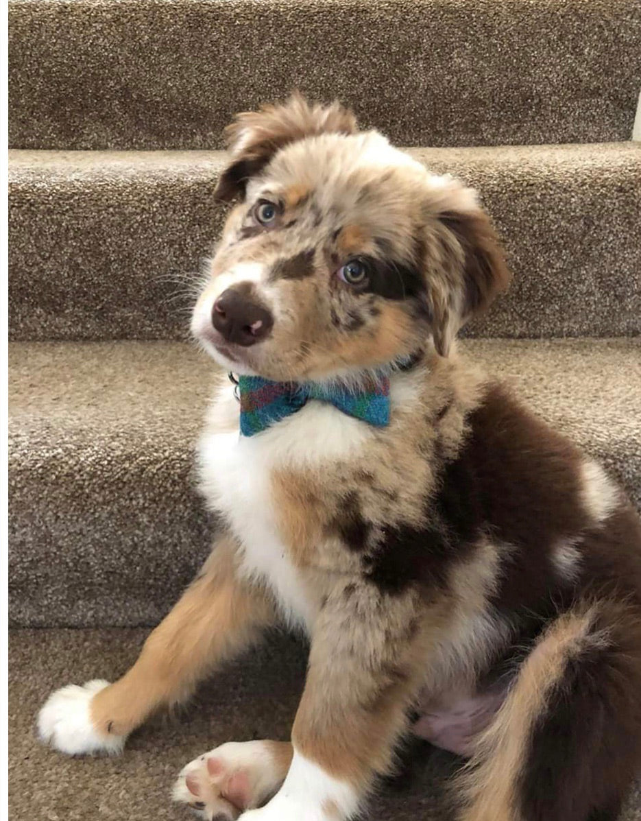 (Tiree) Tweed Bow Tie Dog Collar - Turquoise Check - BOWZOS