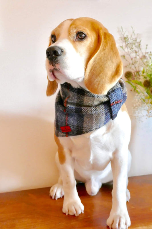 (MacKenzie) Scruffneck - MacKenzie Tartan - BOWZOS