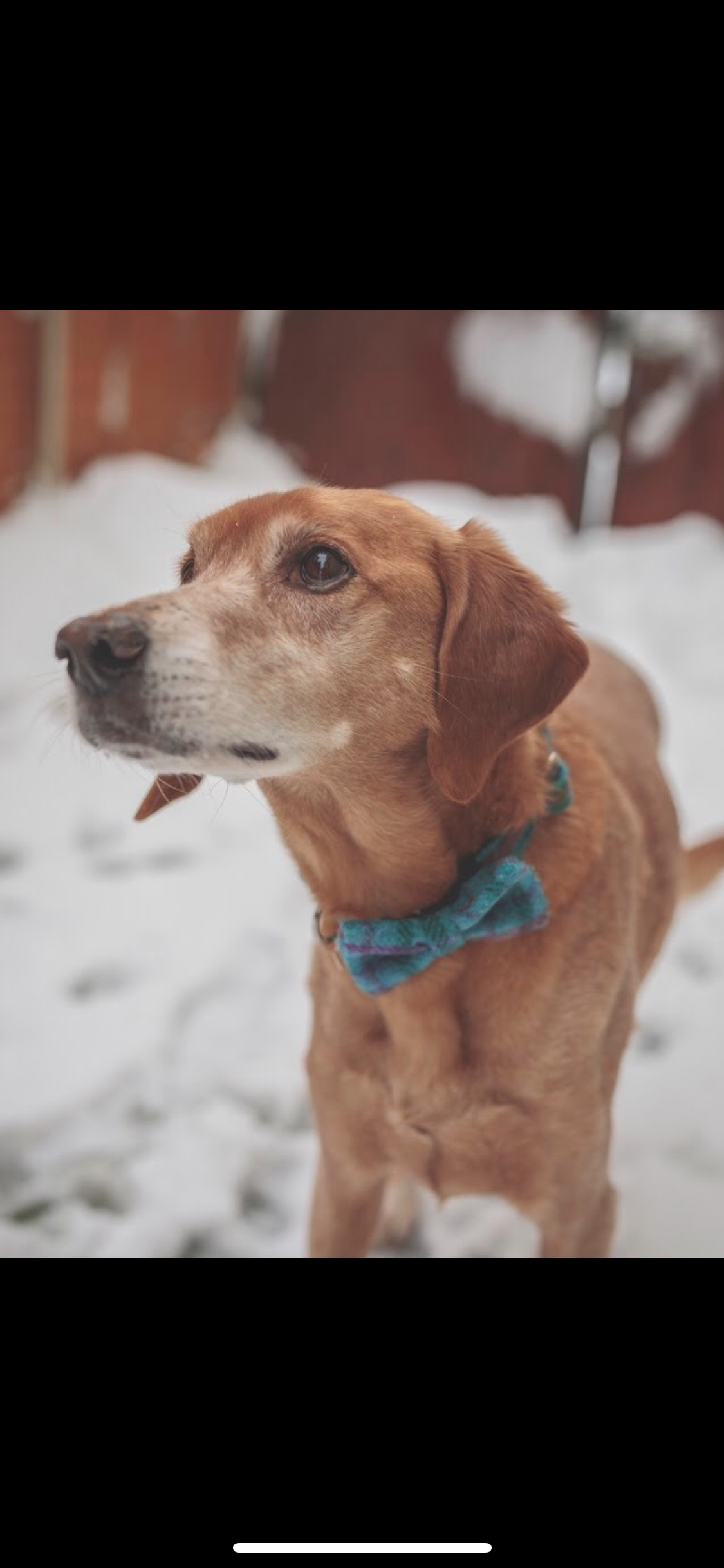 (Tiree) Tweed Bow Tie Dog Collar - Turquoise Check - BOWZOS