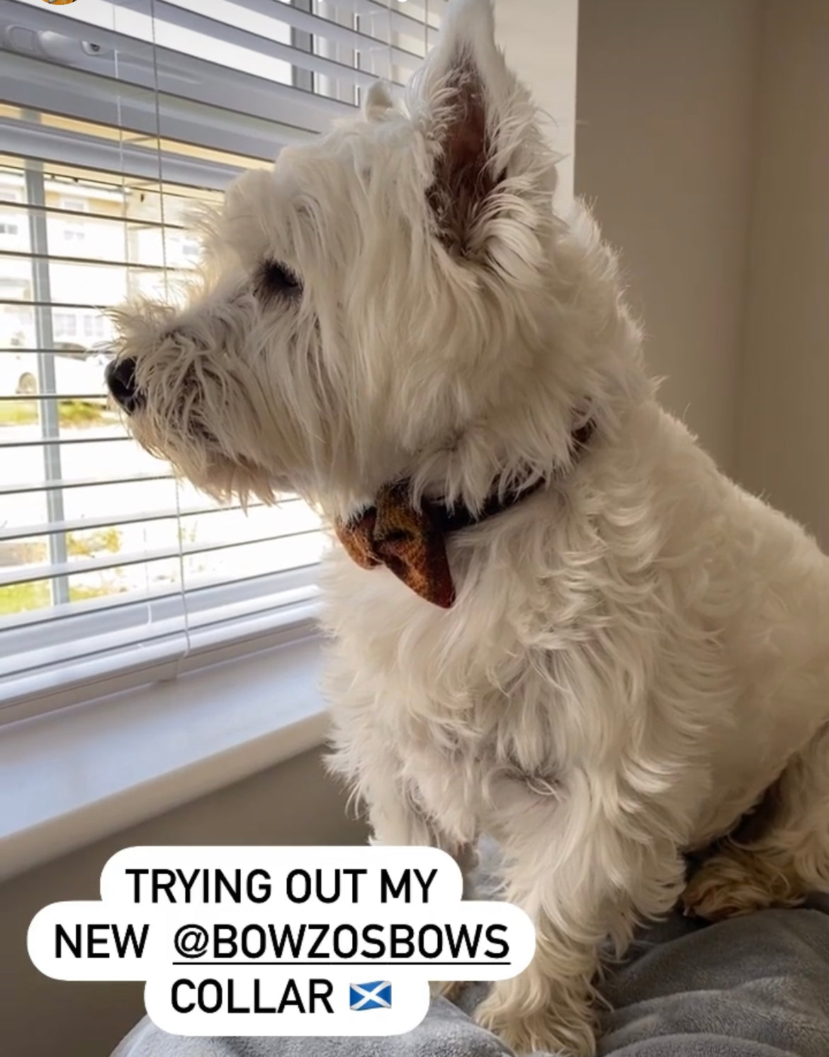 (Stornoway) Harris Tweed® Bow Tie Dog Collar & Lead Set - Chestnut & Mustard Check