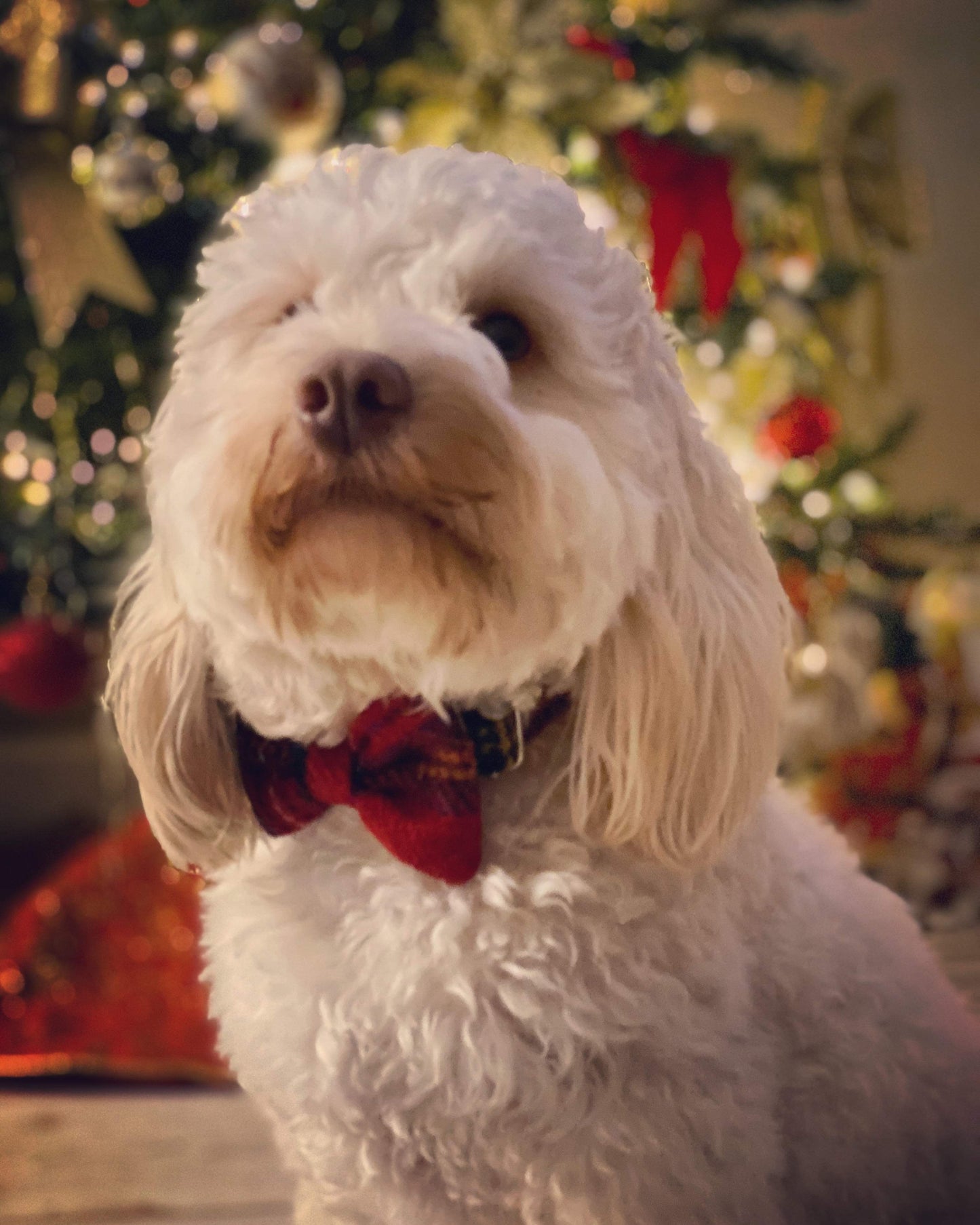 Harris Tweed Bow Tie Dog Collar - Red Stewart Tartan - BOWZOS