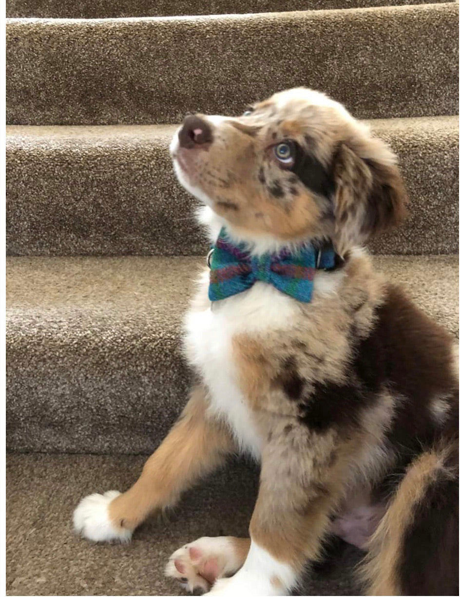 (Tiree) Tweed Bow Tie Dog Collar - Turquoise Check - BOWZOS