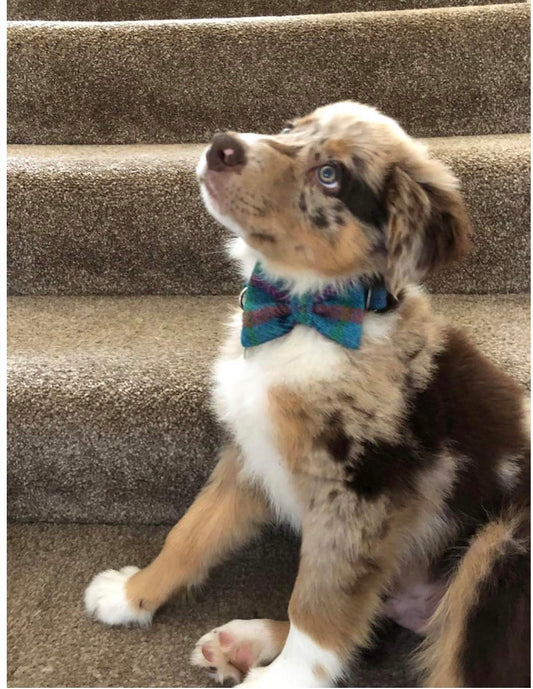 (Tiree) Tweed Bow Tie Dog Collar - Turquoise Check - BOWZOS