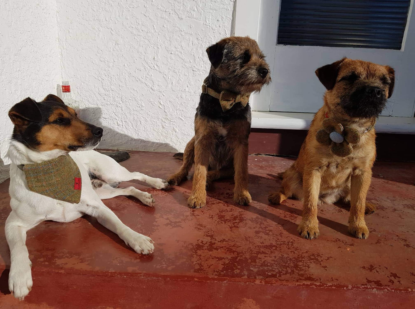(St Andrews) Bowzos Harris Tweed Bandana -Blue & White Check - BOWZOS