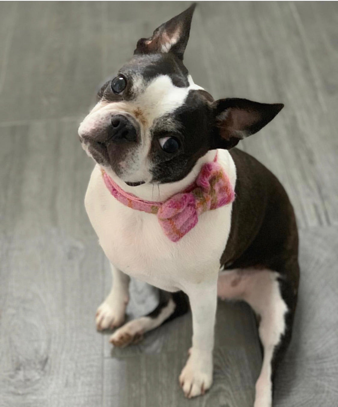 (Isla) Harris Tweed Bow Tie Dog Collar - Baby Pink Check - BOWZOS