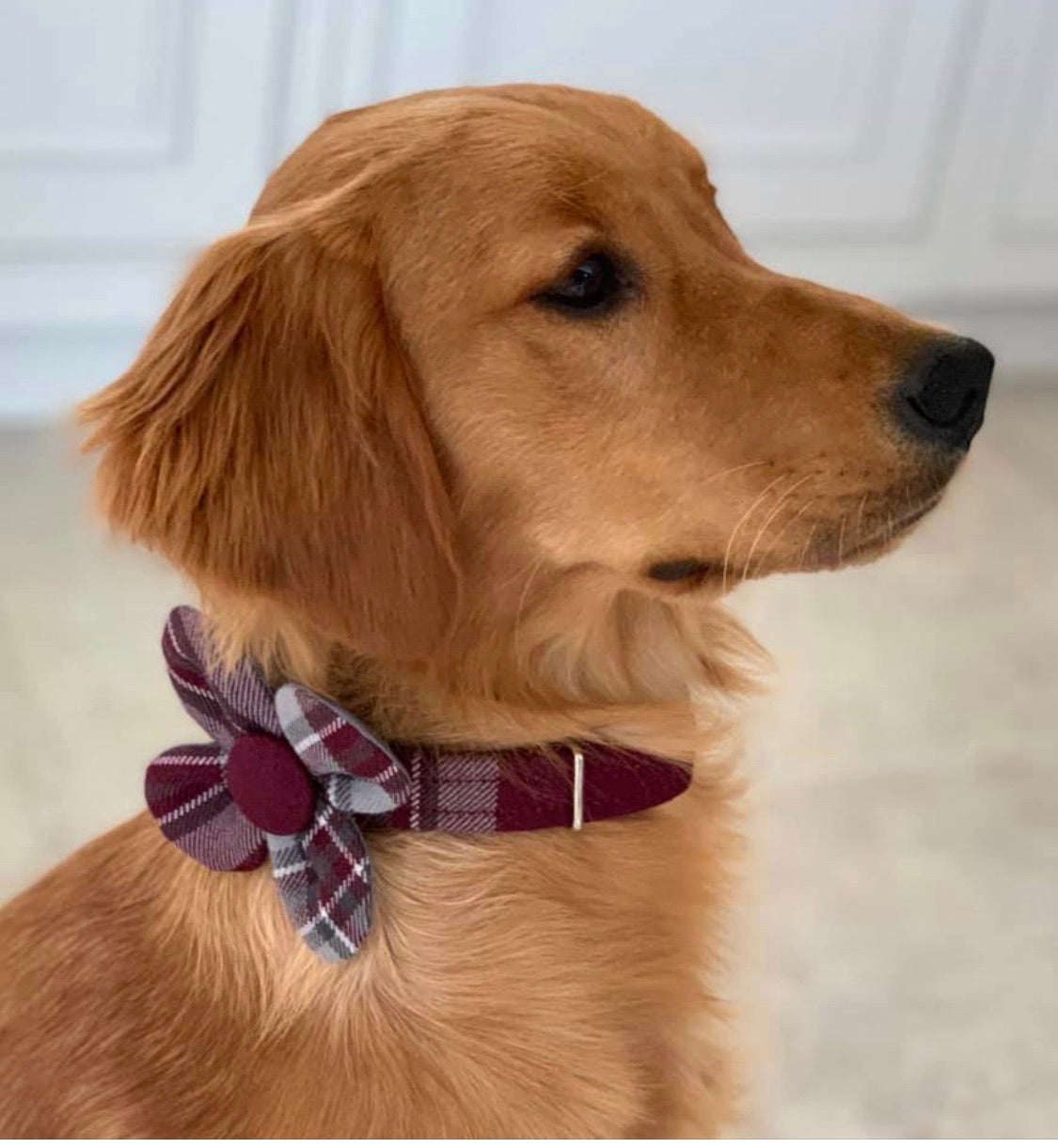 The Hearts FC Bowzos Dog Flower Collar - BOWZOS