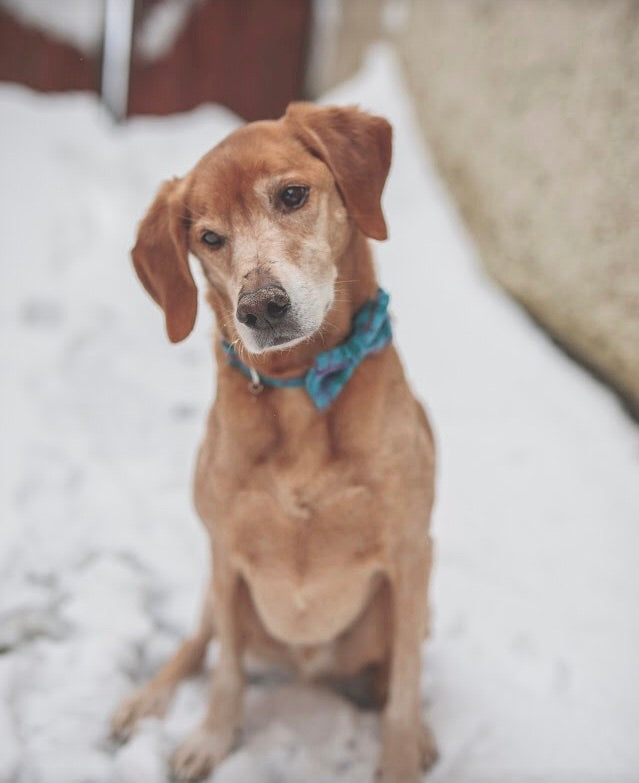 (Tiree) Tweed Bow Tie Dog Collar - Turquoise Check - BOWZOS