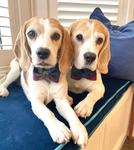 (Berriedale) Harris Tweed® Bow Tie Dog Collar - Berriedale Check