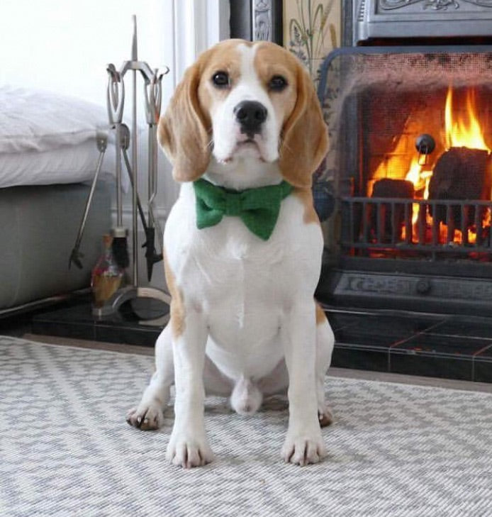 (Evergreen) Harris Tweed Bow Tie Dog Collar - Green - BOWZOS