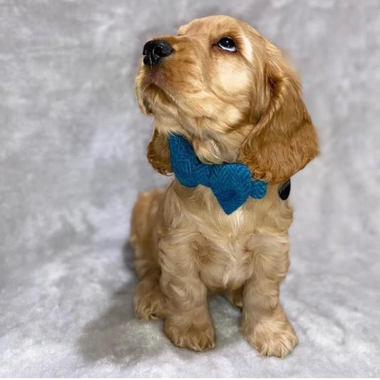 (Luskentyre) Harris Tweed® Bow Tie Dog Collar - Aquamarine Herringbone