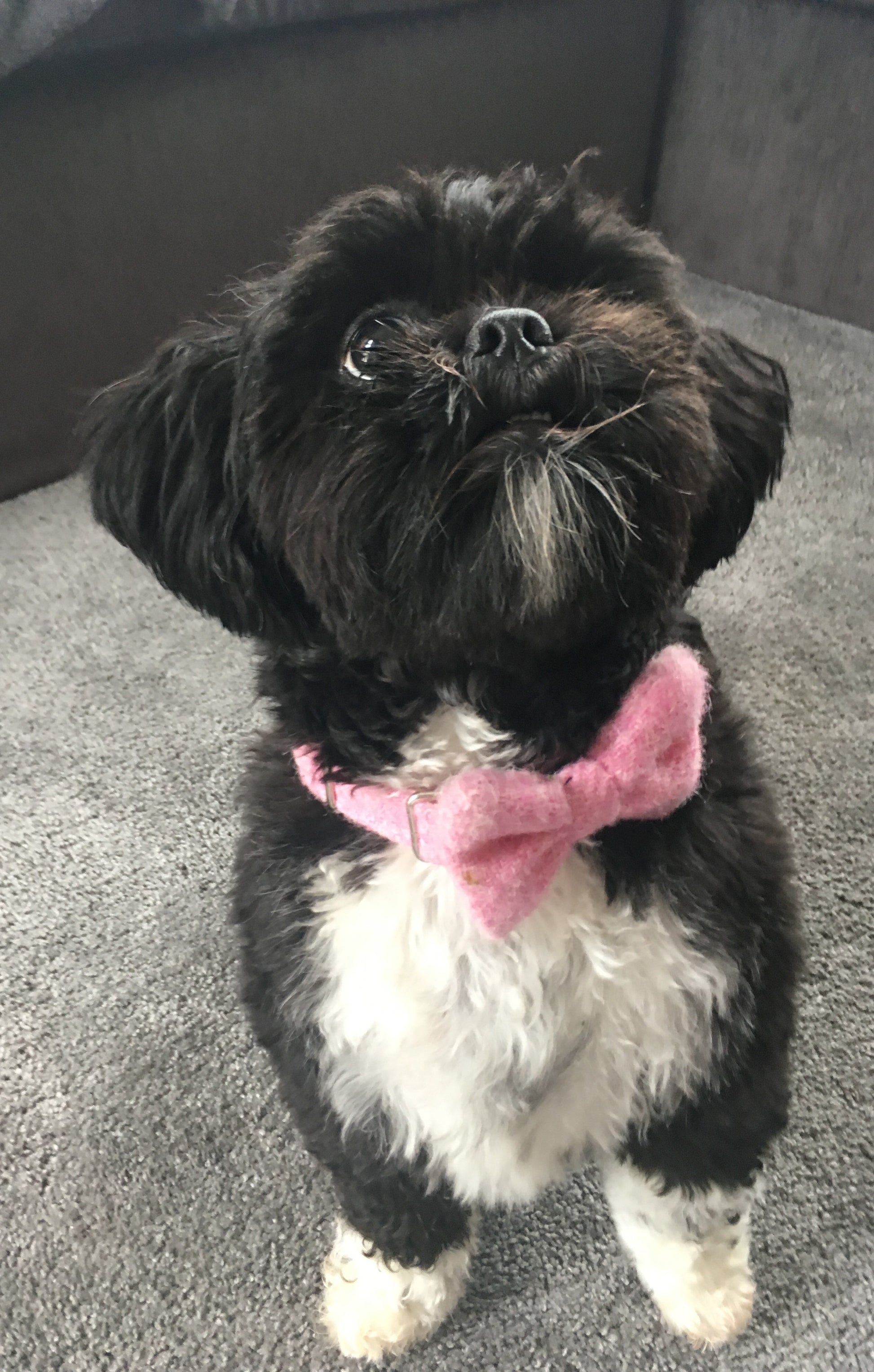 (Rose) Harris Tweed Bow Tie Dog Collar - Rose Pink - BOWZOS