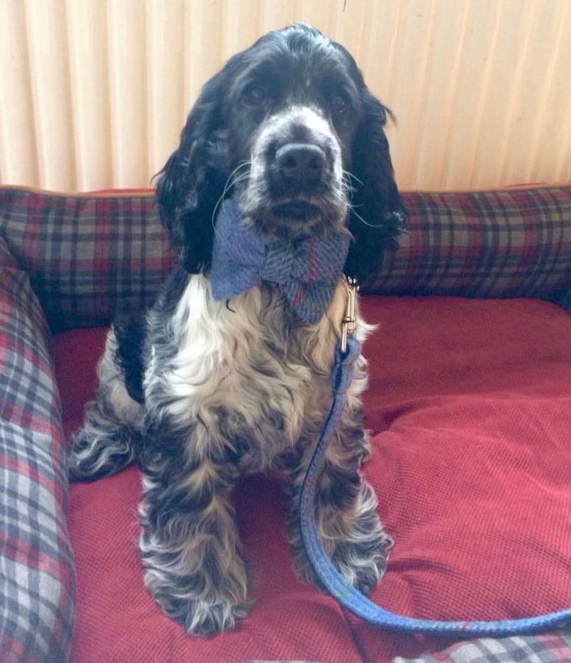 (Skye) Harris Tweed Bow Tie Dog Collar & Lead Set - Blue/Grey Check - BOWZOS