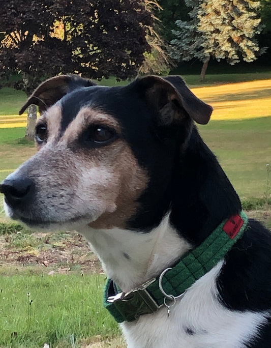 (Evergreen) Harris Tweed® Dog Collar  -  Green
