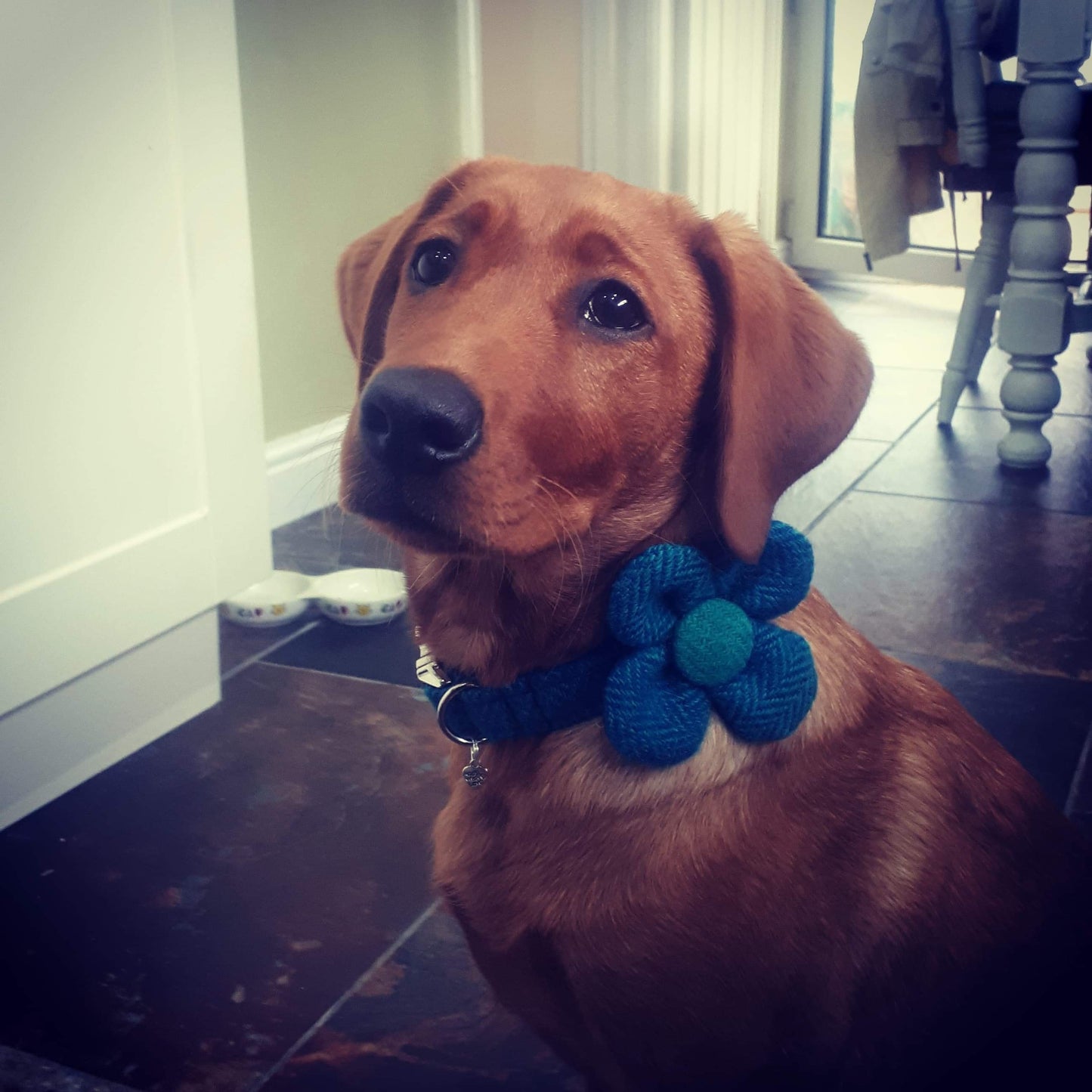 (Luskentyre) Harris Tweed Flower Dog Collar - Aquamarine Herringbone - BOWZOS