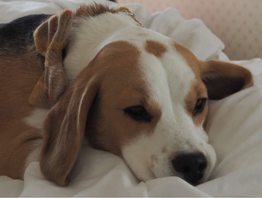 (Urquhart) Harris Tweed® Bow Tie Dog Collar - Mustard & Beige Check