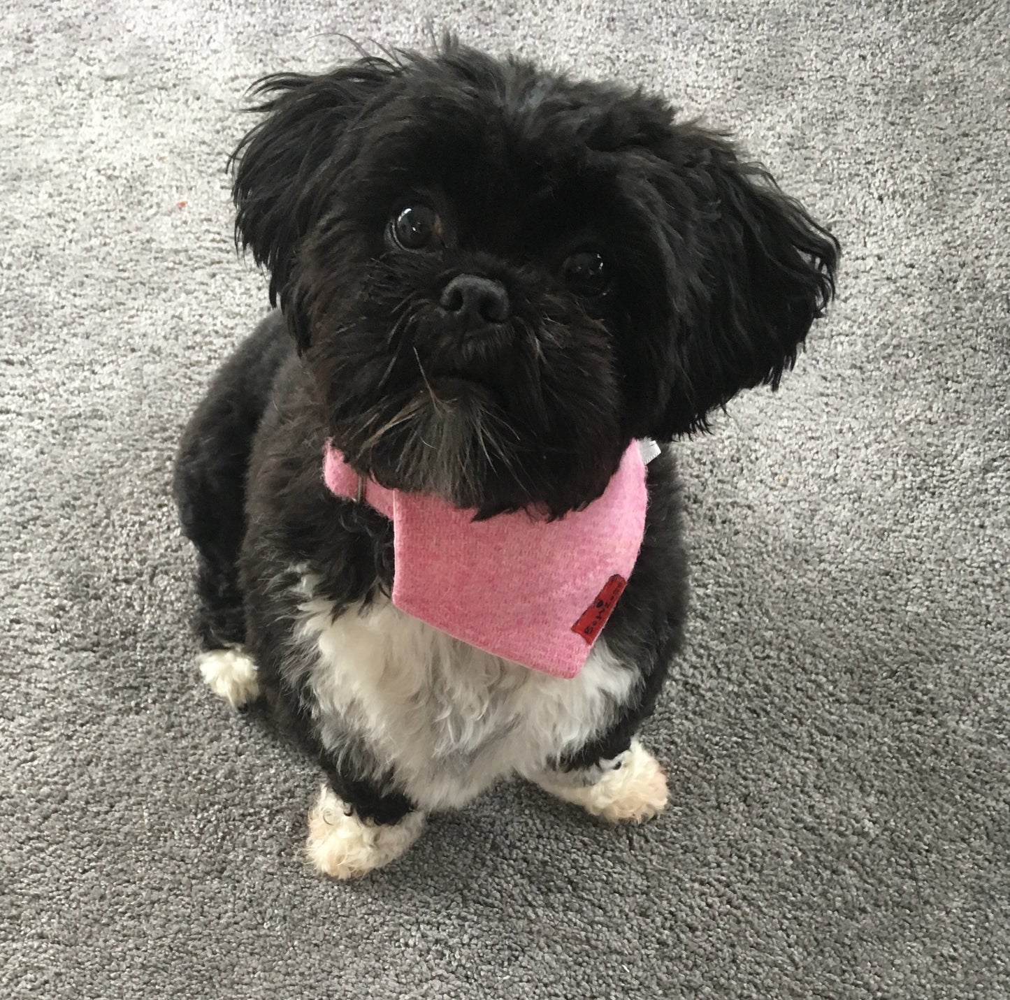 (Rose) Bowzos Harris Tweed Bandana - Rose Pink - BOWZOS