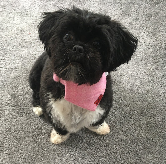 (Rose) Bowzos Harris Tweed Bandana - Rose Pink - BOWZOS