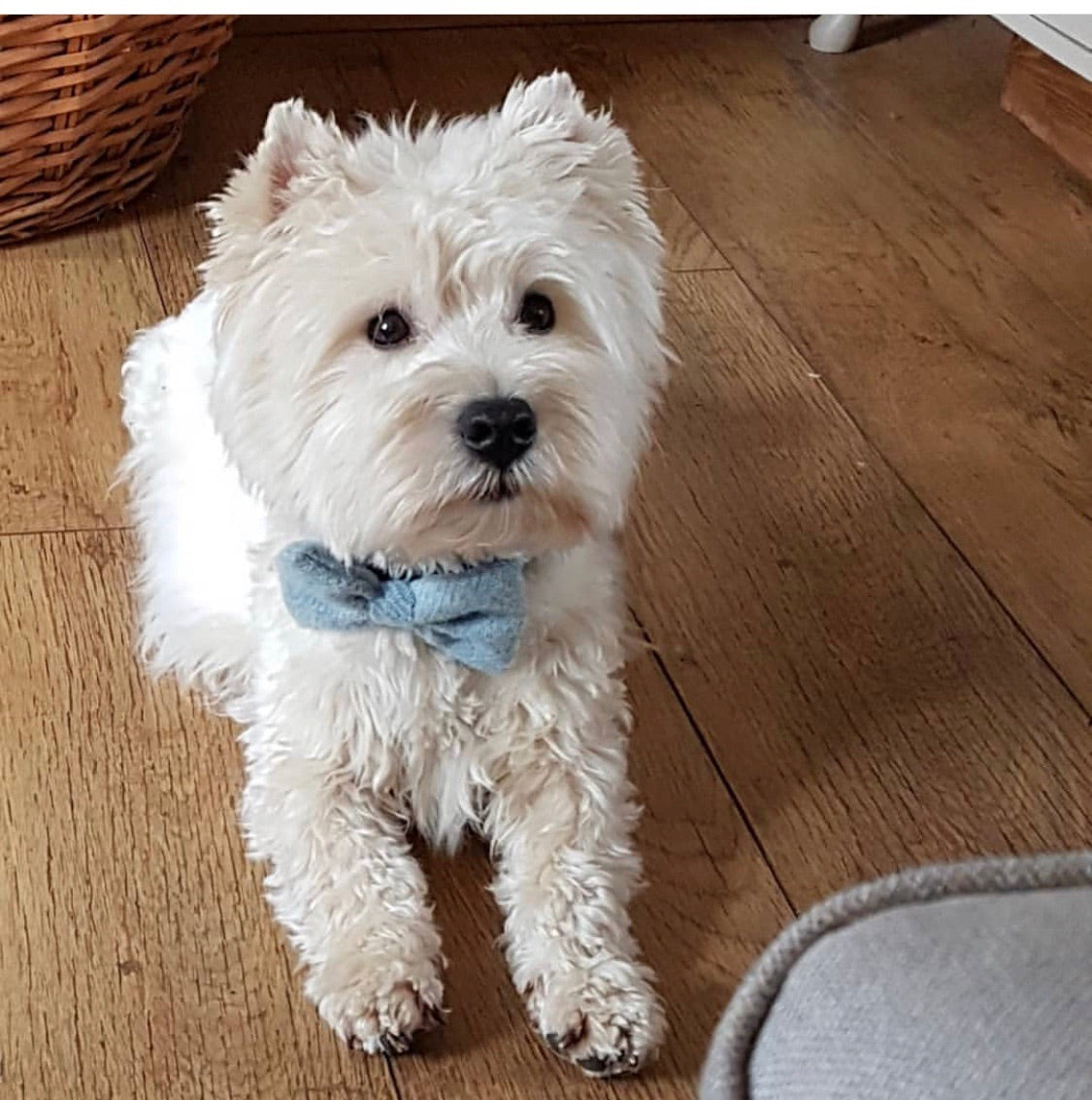 (Frederick) Harris Tweed Bow Tie Dog Collar - Baby Blue - BOWZOS