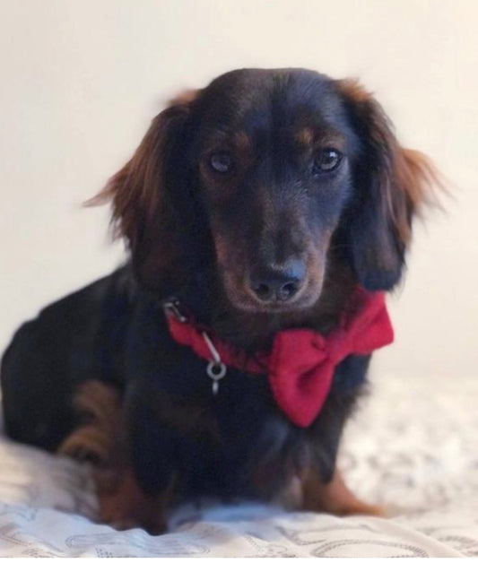(Cranberry) Harris Tweed Bow Tie Dog Collar - BOWZOS