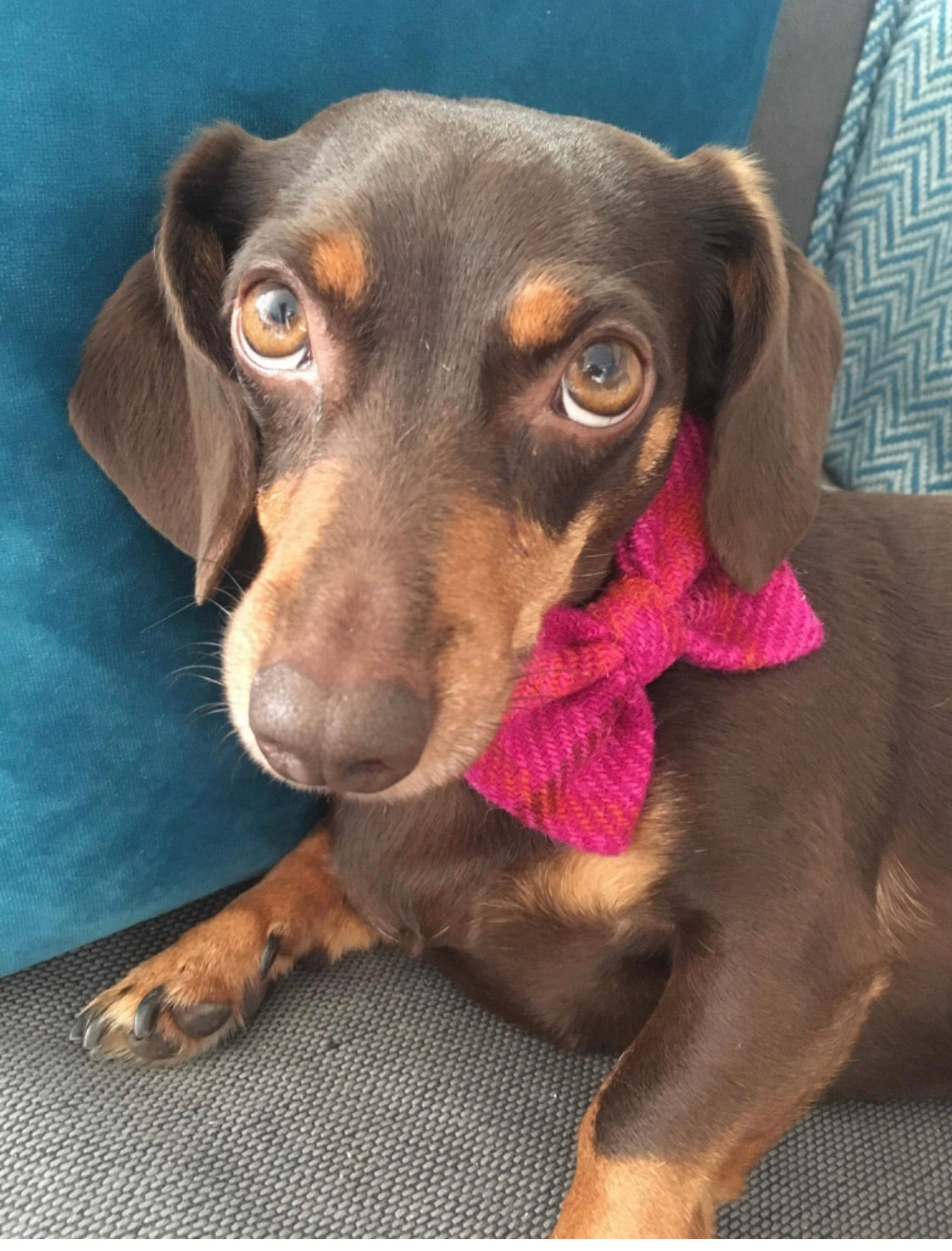 (Iona) Harris Tweed Bow Tie Dog Collar - Cerise Pink Check - BOWZOS