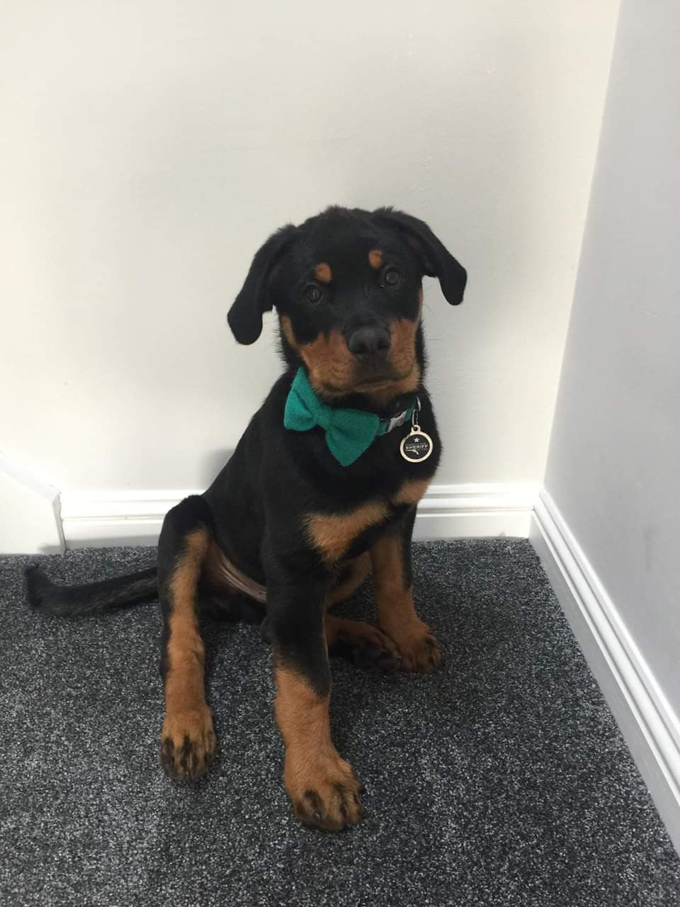 (Dalmahoy) Harris Tweed Bow Tie Dog Collar & Lead Set - Jade - BOWZOS