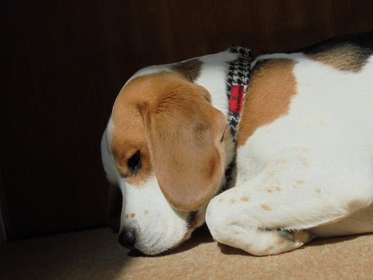 (Nessie) Houndstooth Harris Tweed Dog Collar - BOWZOS