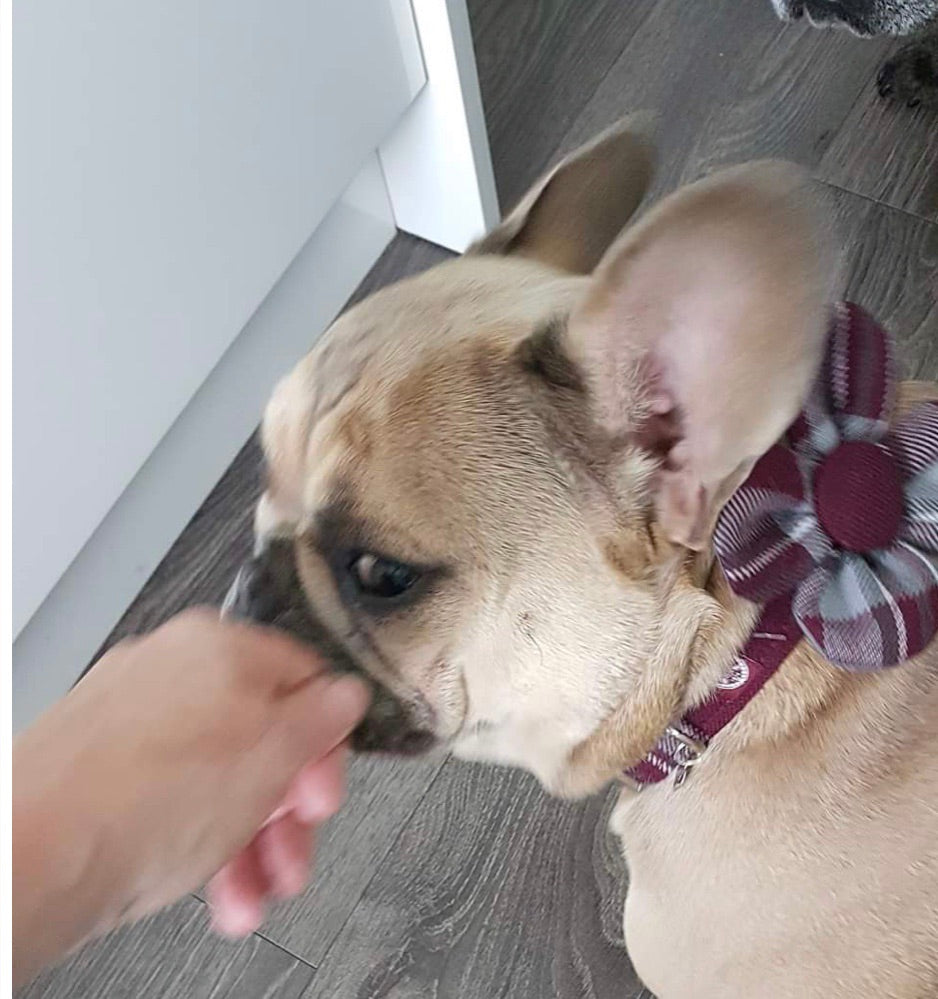 The Hearts FC Bowzos Dog Flower Collar - BOWZOS