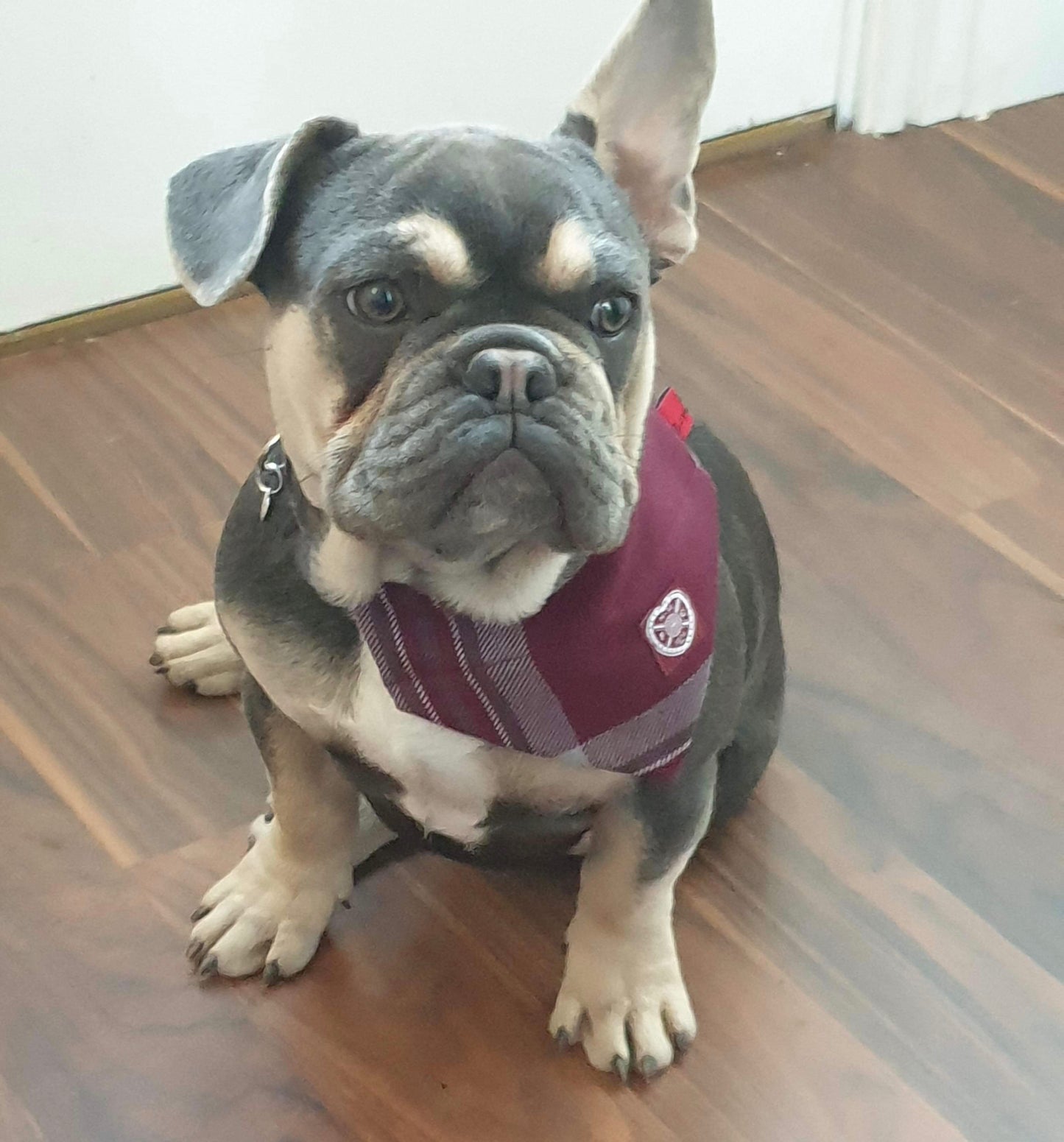 The Hearts FC Bowzos Dog Bandana - BOWZOS