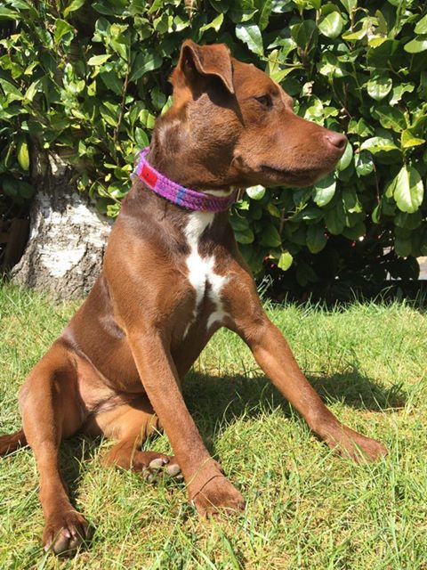 (Jura) Harris Tweed Dog Collar - Purple Check - BOWZOS
