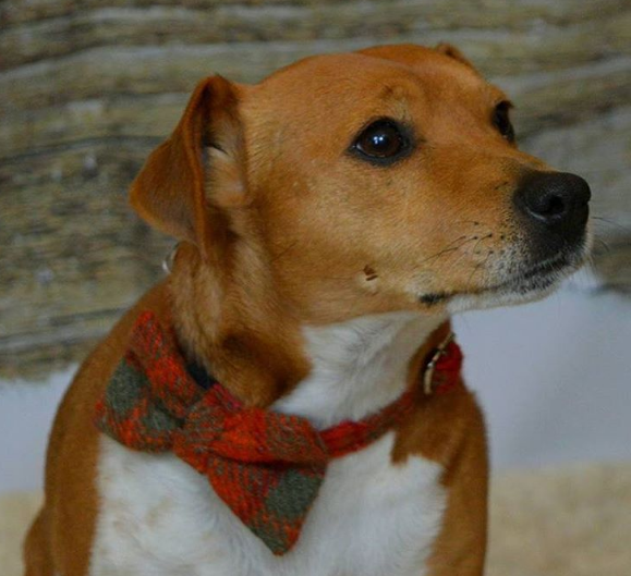 (Arran) Harris Tweed Bow Tie Dog Collar & Lead Set - Orange Check - BOWZOS