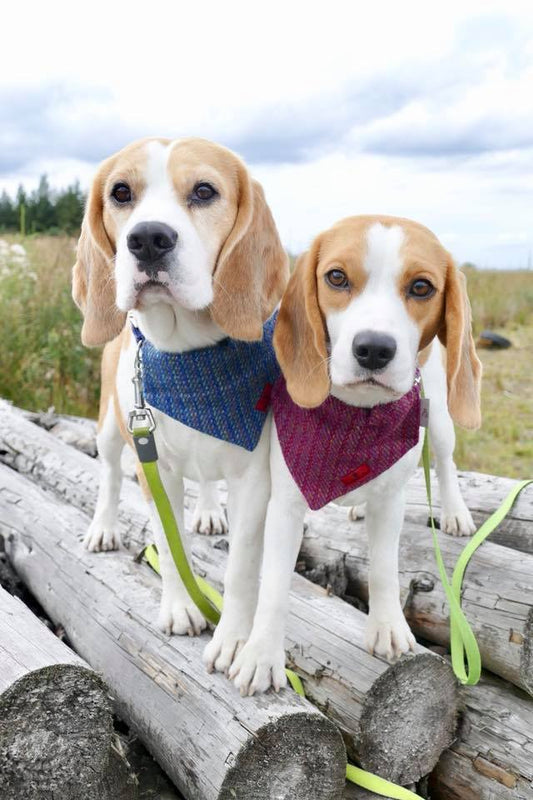(Gordon) Bowzos Harris Tweed Bandana - Blue Kaona - BOWZOS