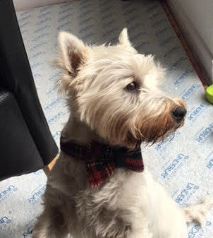 Bowzos Bow - Harris Tweed Black Stewart Tartan - BOWZOS