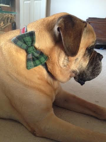 (Grass Green) Harris Tweed Bow Tie Dog Collar - Grass Green Check - BOWZOS