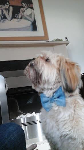 (Edinburgh) Harris Tweed Bow Tie Dog Collar & Lead Set - Baby Blue Check - BOWZOS