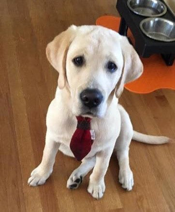 (Brodie) Bowzos Harris Tweed Dog Tie - Red/Grey Check - BOWZOS