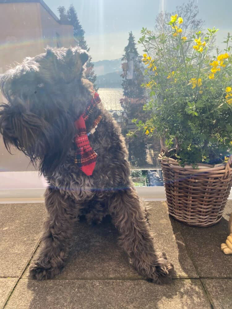 (Red Stewart) Bowzos Harris Tweed® Dog Tie - Red Tartan