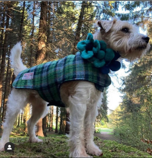 (Grass Green) Harris Tweed® Dog Coat - Green Tartan