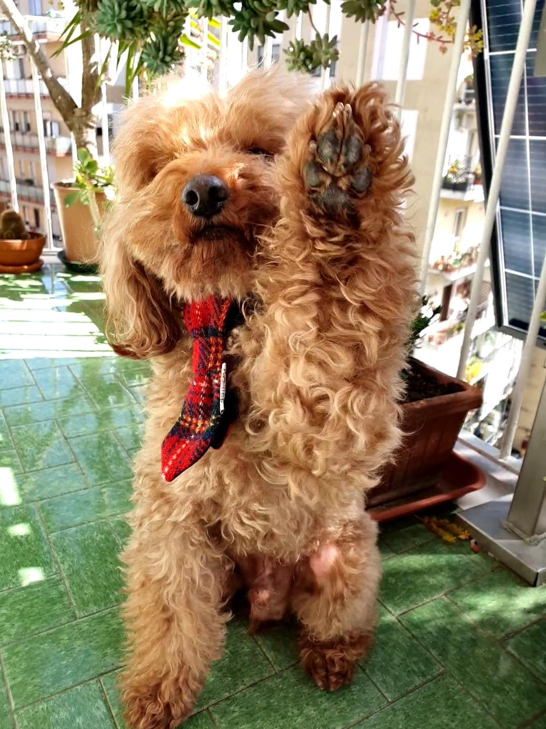 (Red Stewart) Bowzos Harris Tweed® Dog Tie - Red Tartan