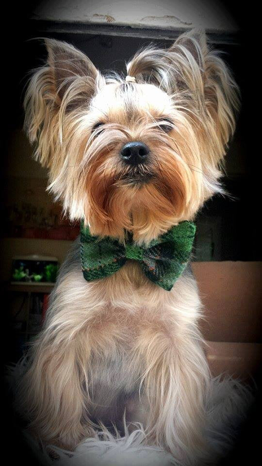 (Grass Green) Harris Tweed Bow Tie Dog Collar - Grass Green Check - BOWZOS